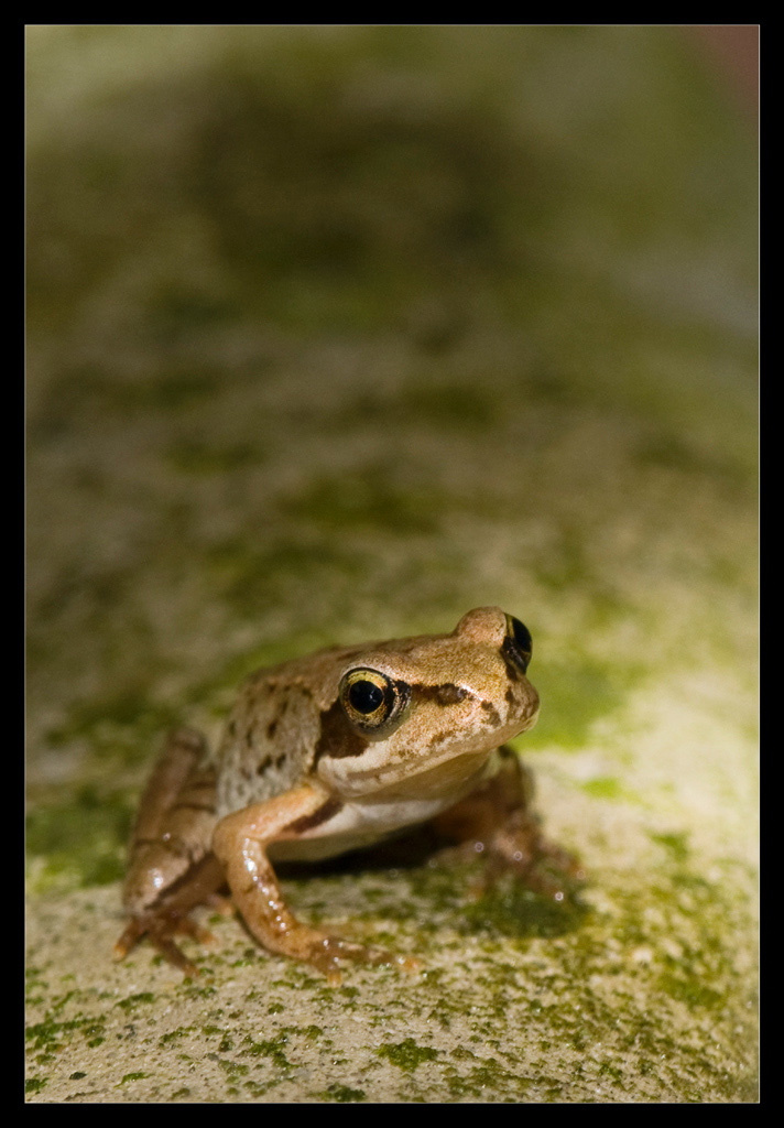 Rana dalmatina? - Rana temporaria